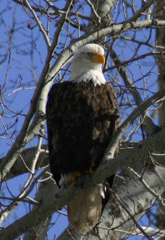 perched up high