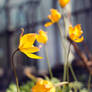 Magical Golden Flowers