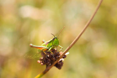 The name is Grass the Hopper by Hazel-Photography