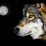 Wolf Moon