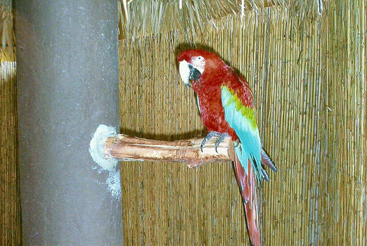 Red Parrot