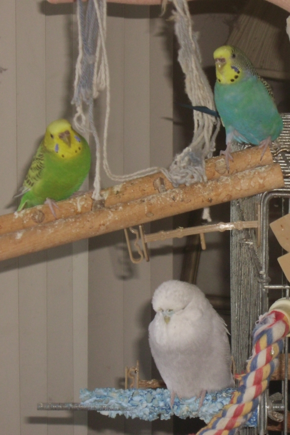 Budgie Trio