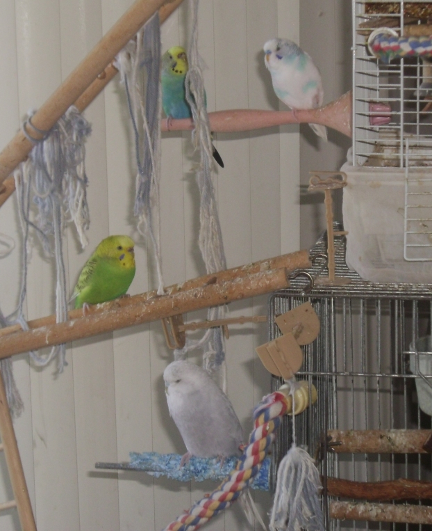 Budgie Quartet