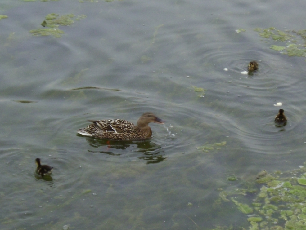 First Ducklings of Spring 1