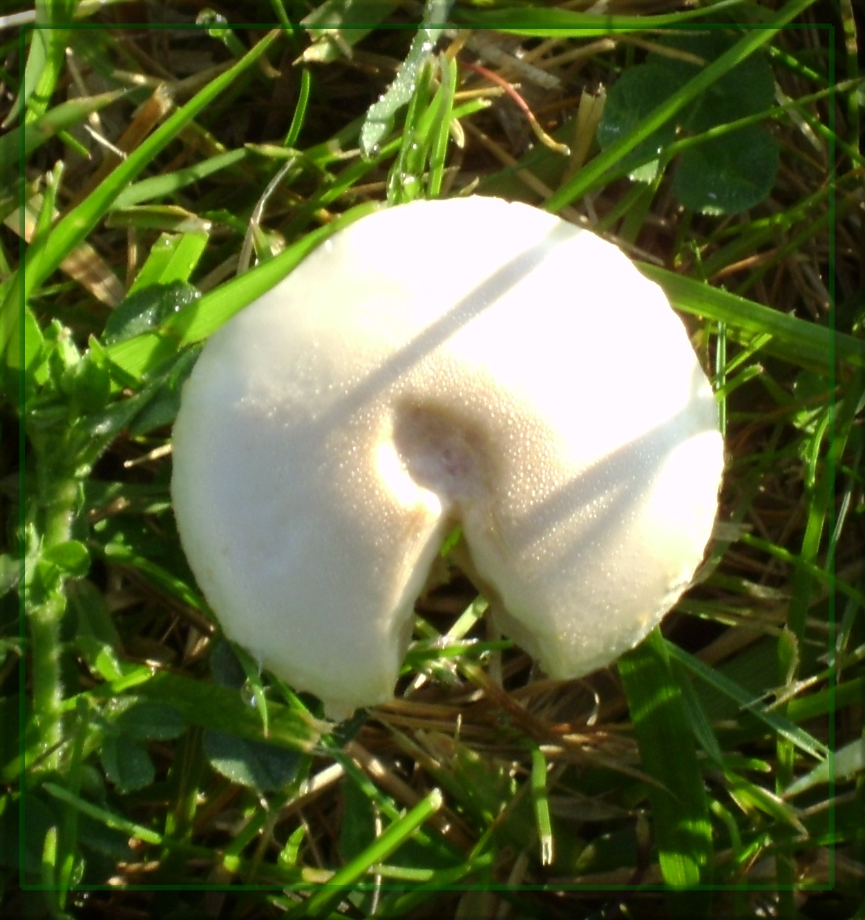 Fortune Cookie Mushroom