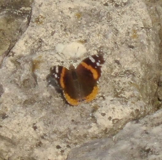 Rock Butterfly 3