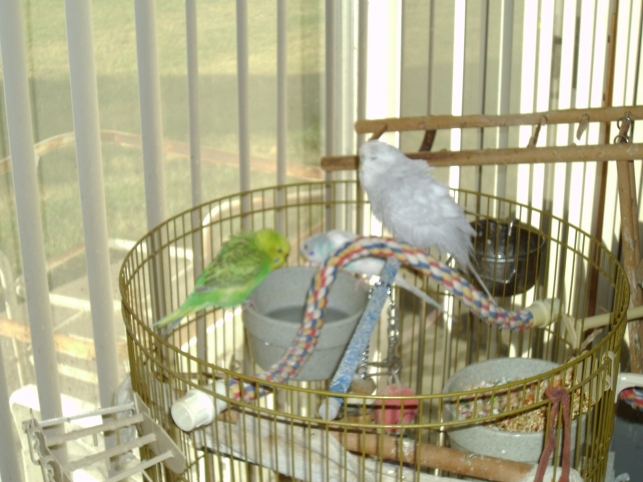 Bathtime Budgies 2