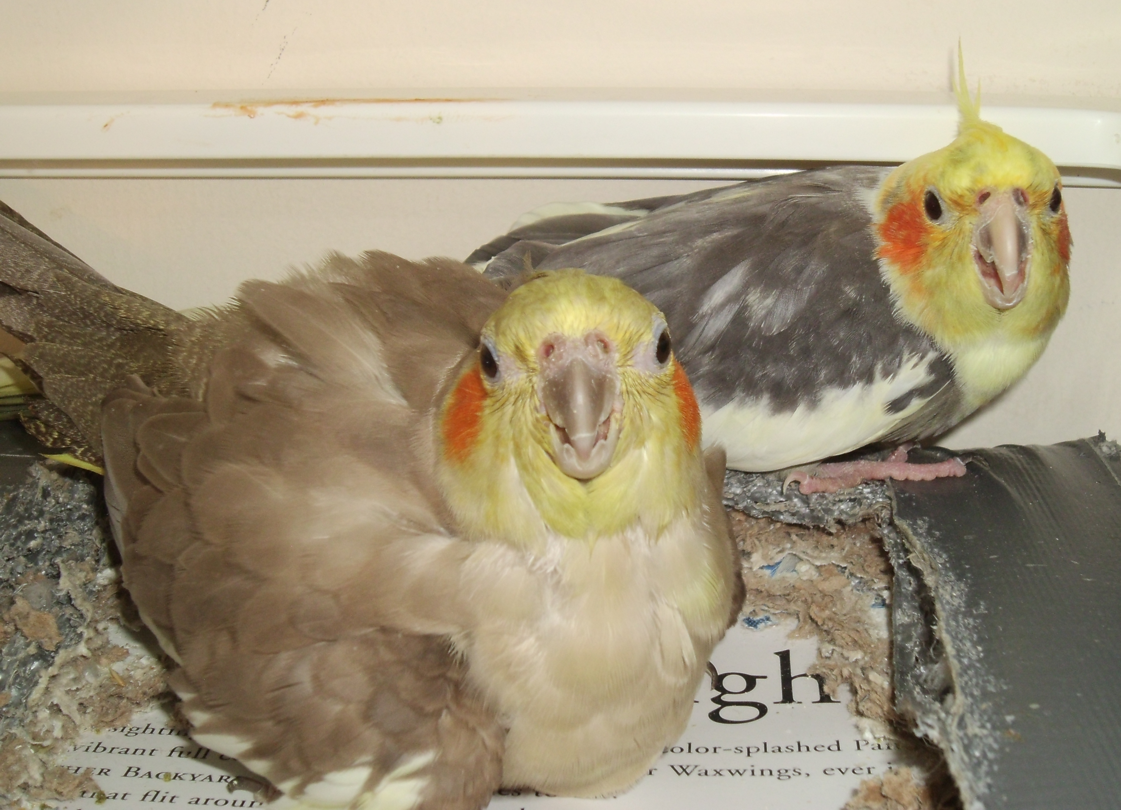 Nesting Cockatiels