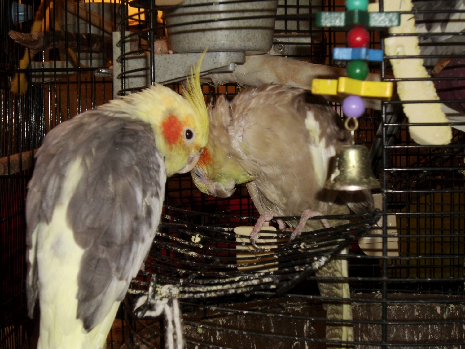 ...Now Preen Me! 5