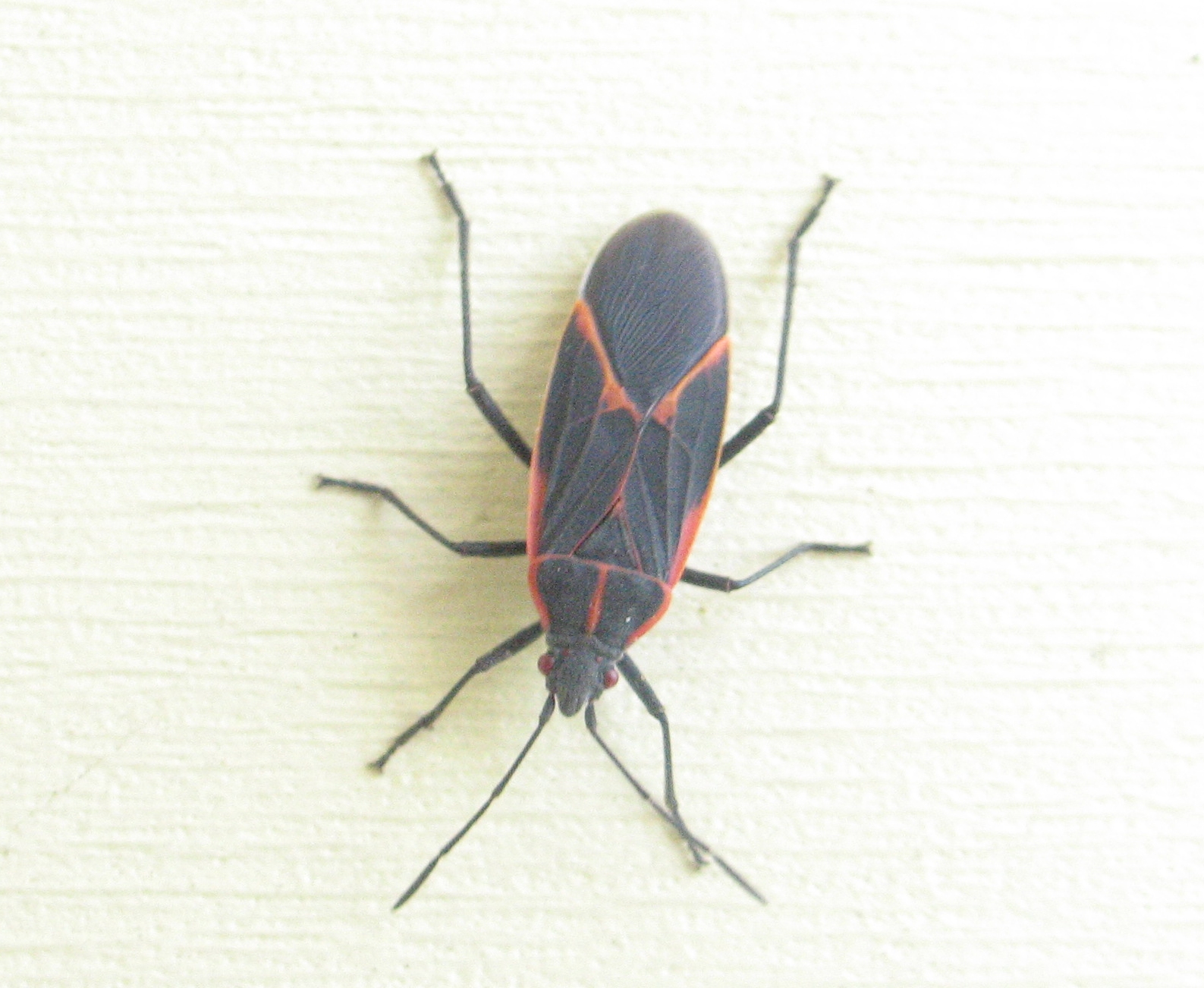 Boxelder Bug 2