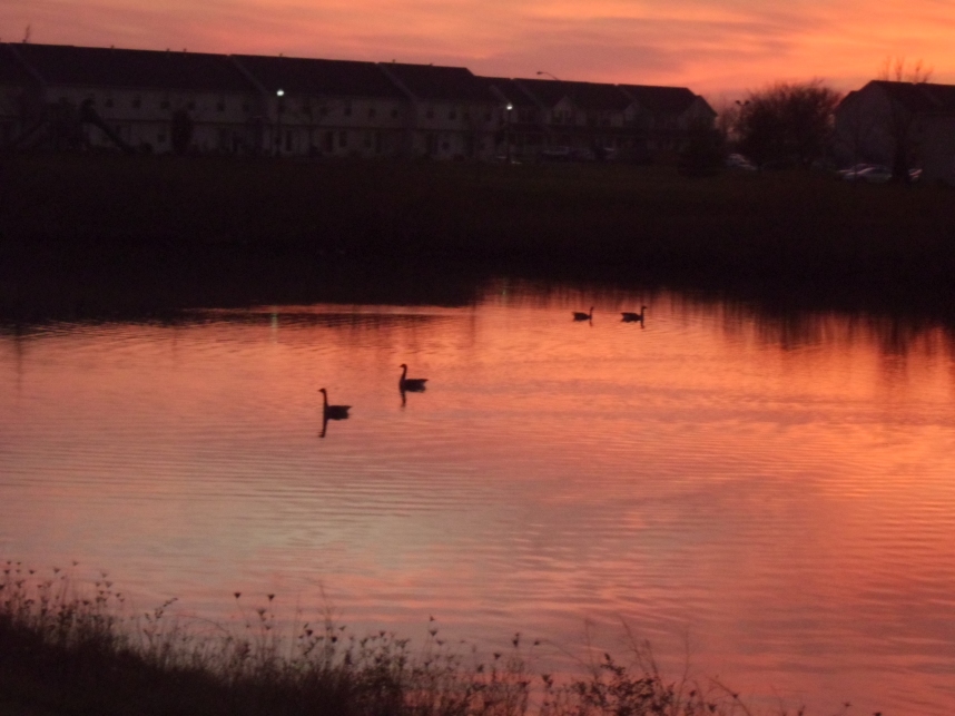 Geese in a Fall Sunset 3