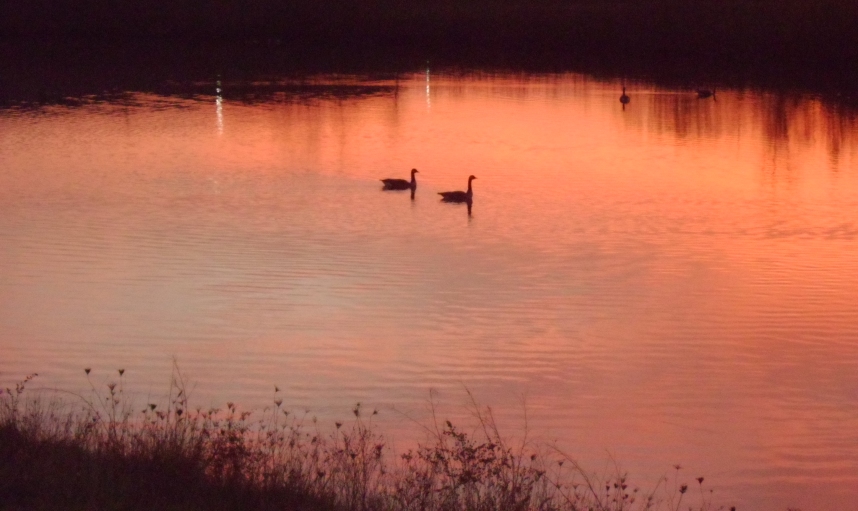 Geese in a Fall Sunset 5a