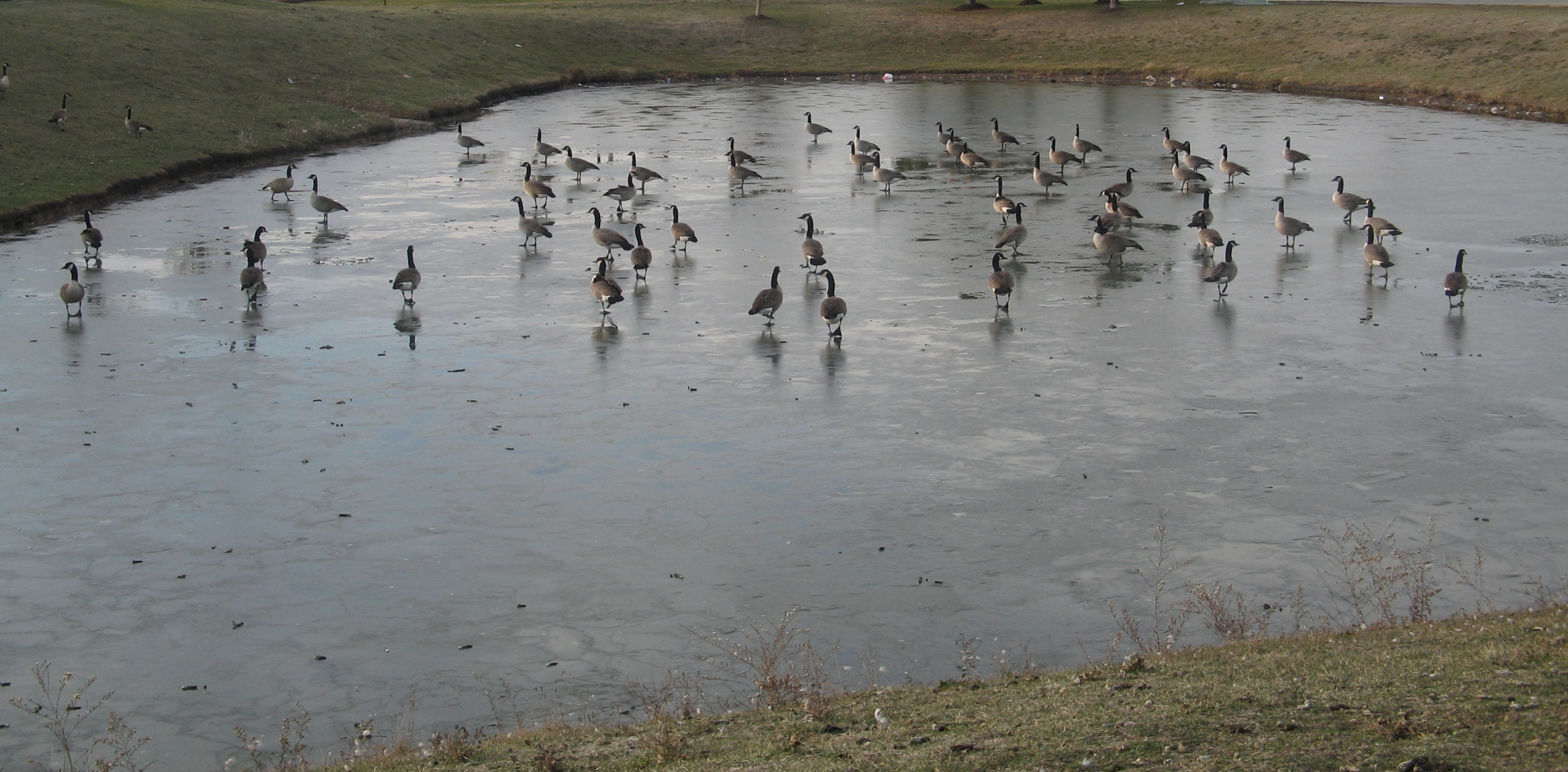 Canadians on Ice 6