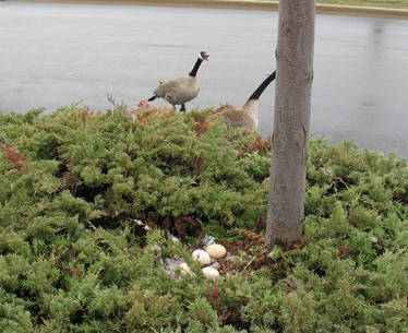 Hiding Geese 4