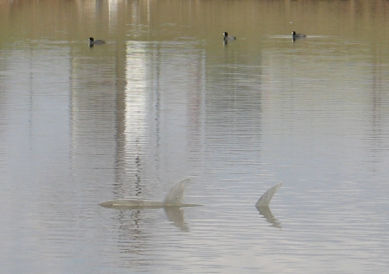 Shark and Coots 1