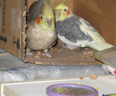 Tiels-in-a-Box