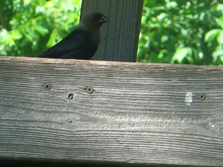 Brown-Headed Cowbird