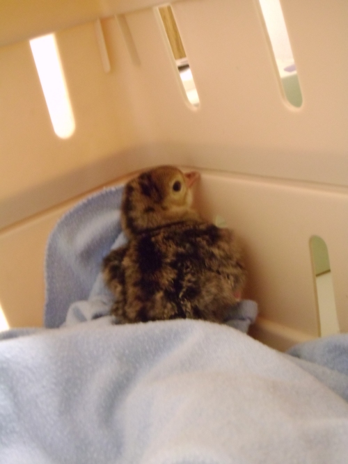 Pheasant Chick