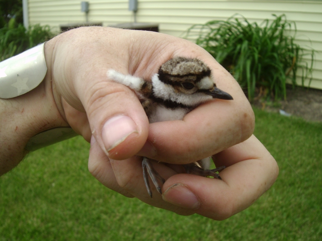 Baby Killdeer Rescue 2