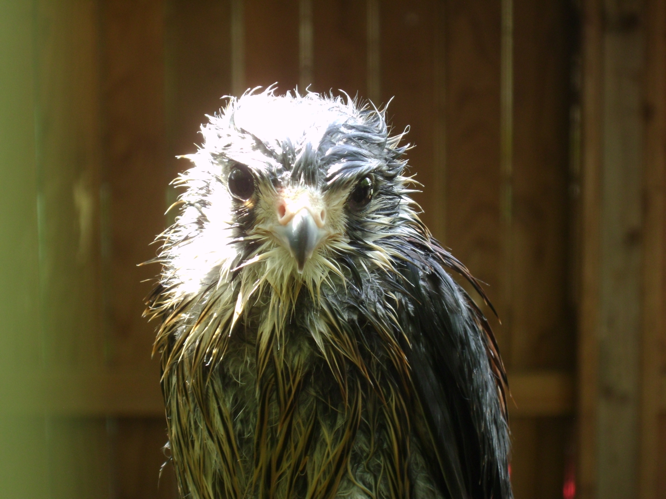 Kestrel in a Rain Storm 7