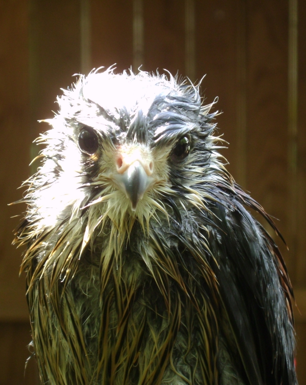 Kestrel in a Rain Storm 7a