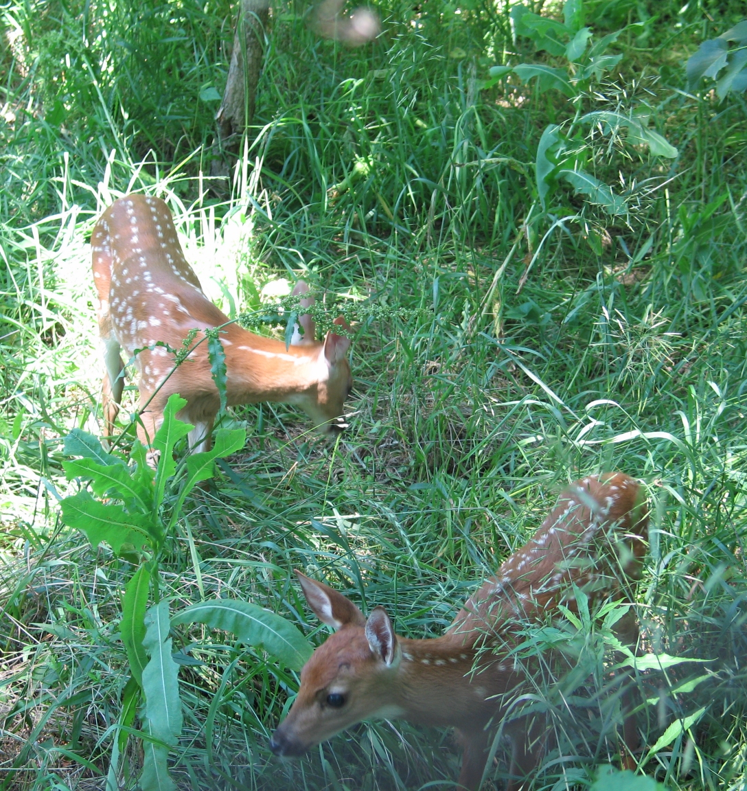 Fond of Fawns 6