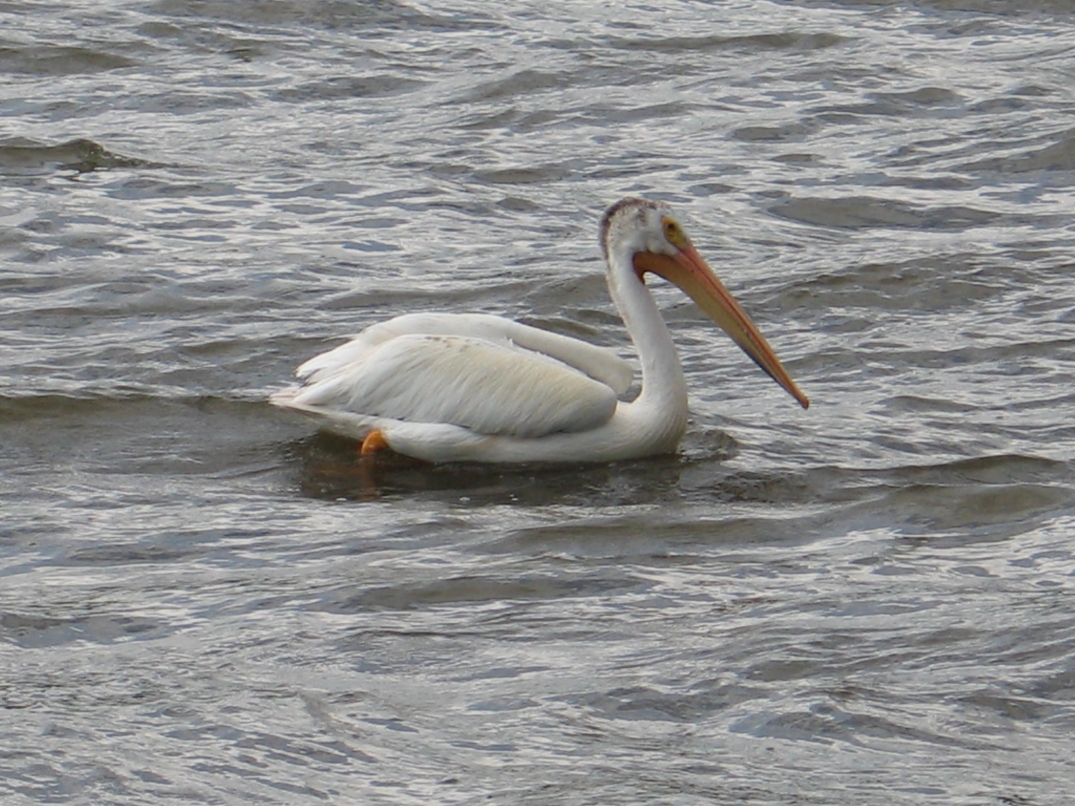 Rock River Pelicans 7