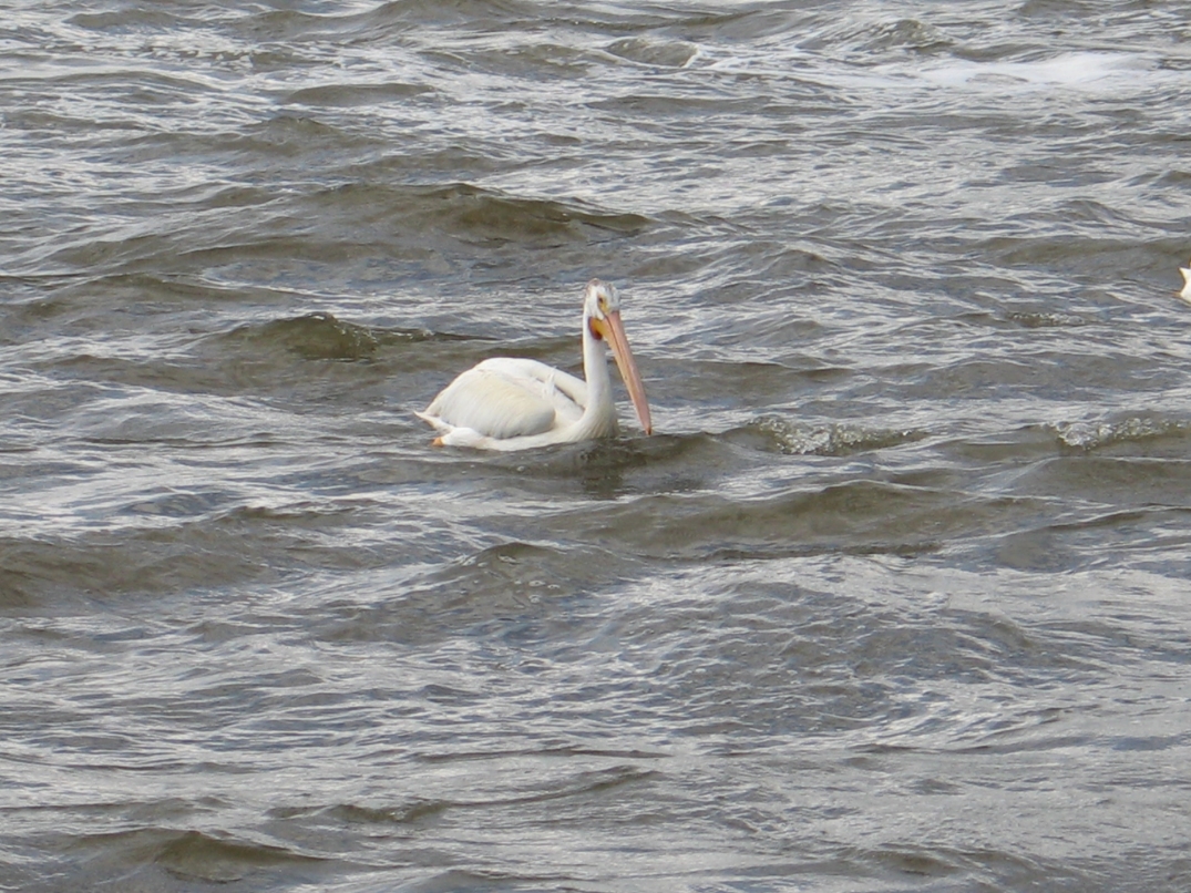 Rock River Pelicans 11