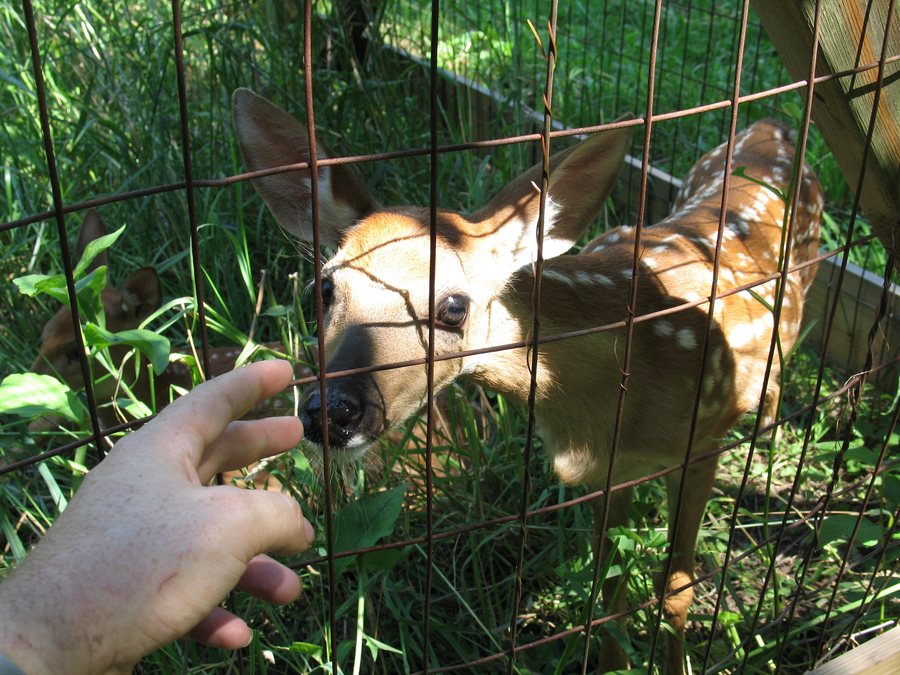 Curious Fawn