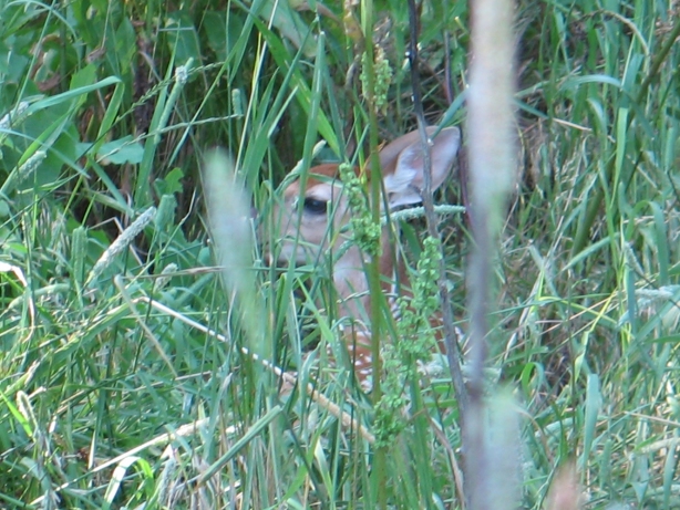 Hiding Fawn