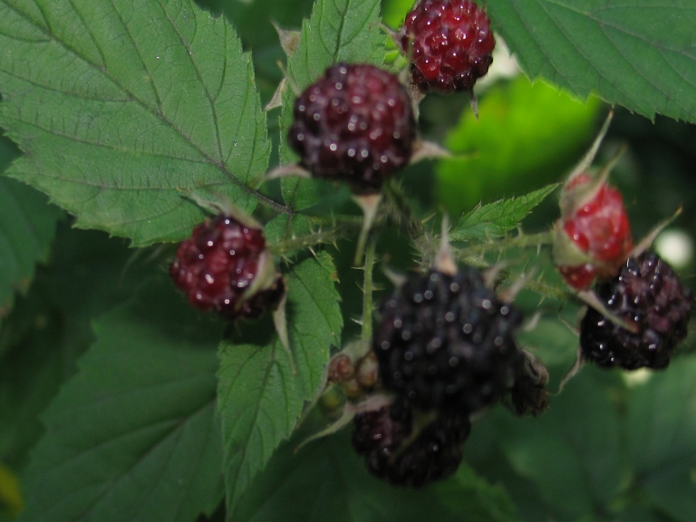 Blackberry Cluster 3