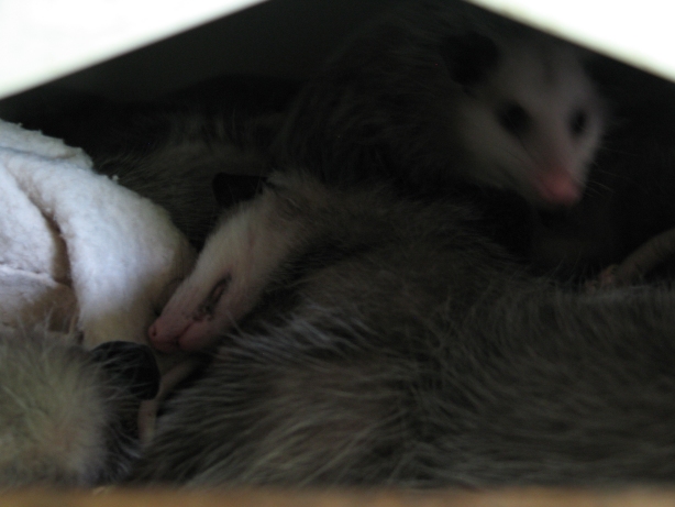 Sleeping Possums 1