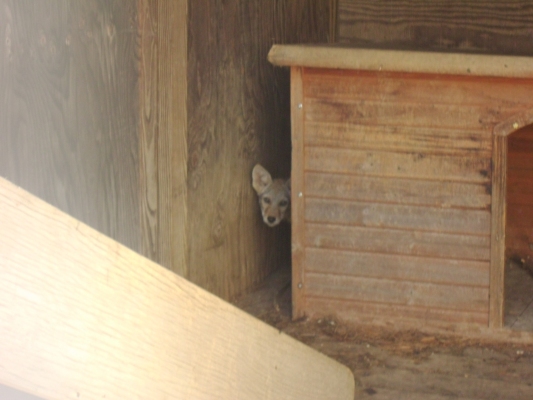 Peeking Coyote Pup