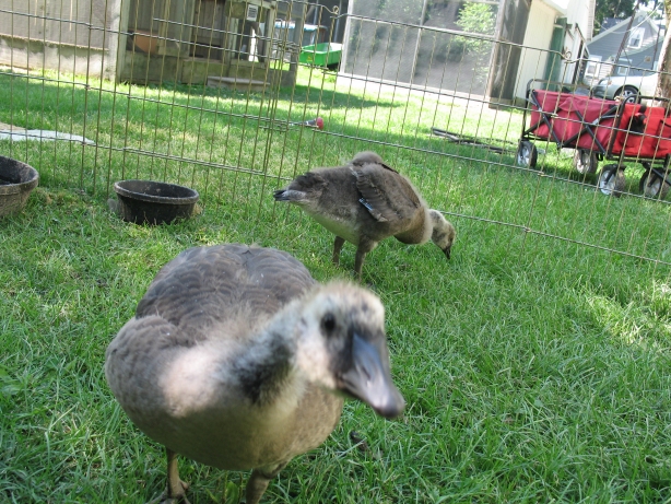 Two Out of Four Goslings 3