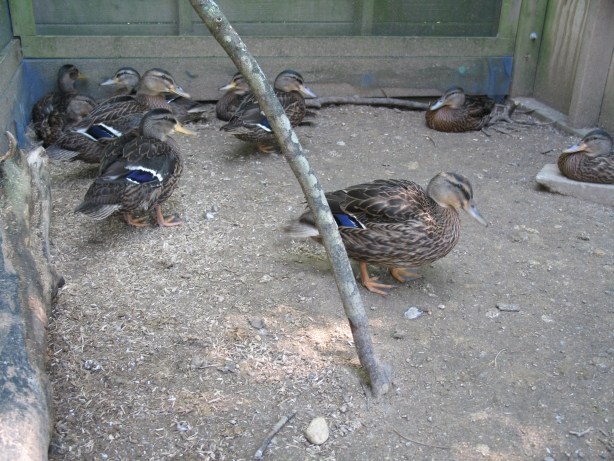 Young Mallards 1