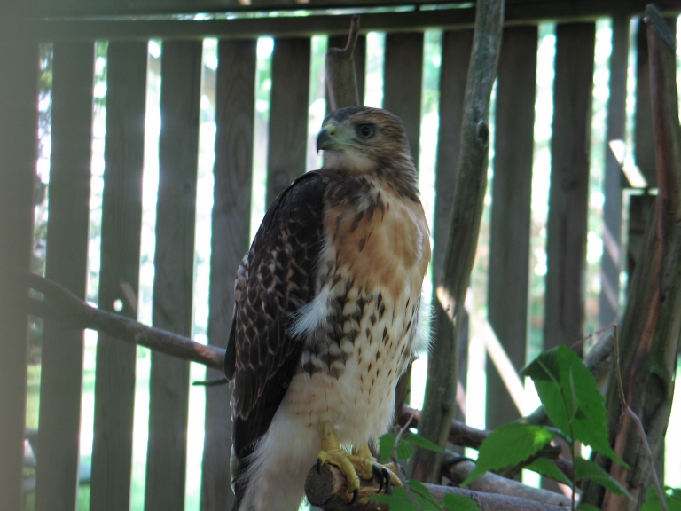 Red-Tailed Hawk 1