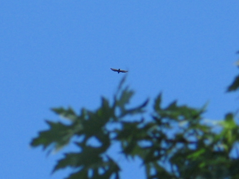 Wheeling Turkey Vultures 1