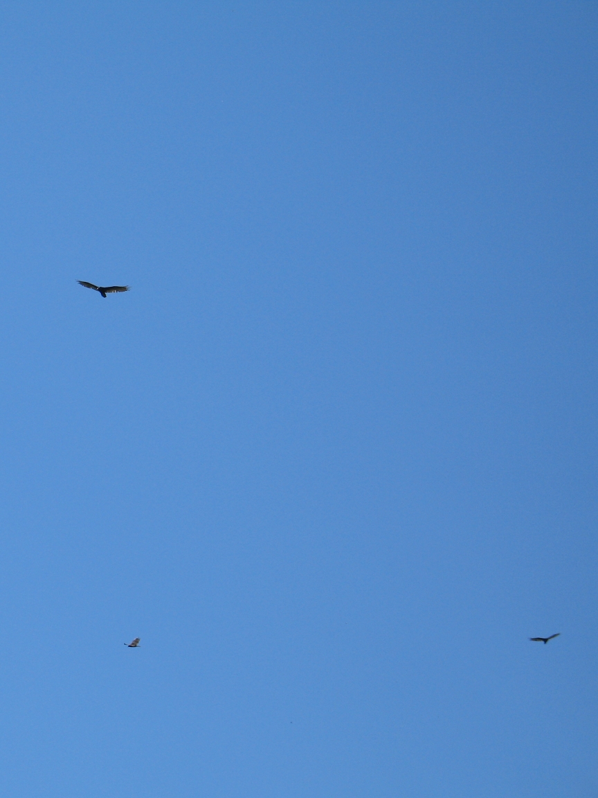 Wheeling Turkey Vultures 6