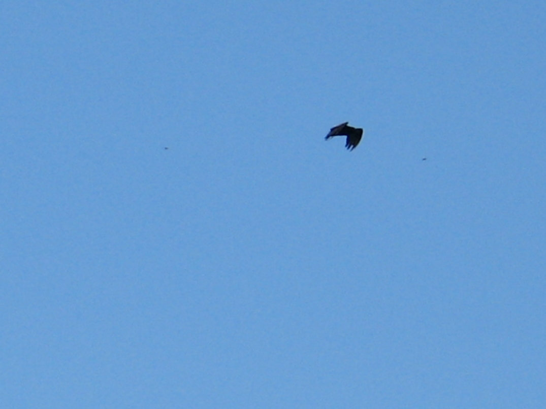 Wheeling Turkey Vultures 17