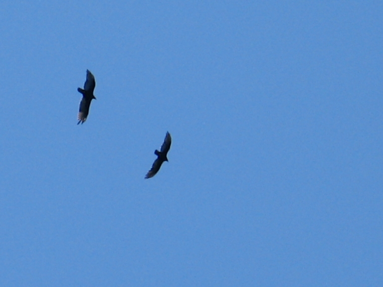 Wheeling Turkey Vultures 26