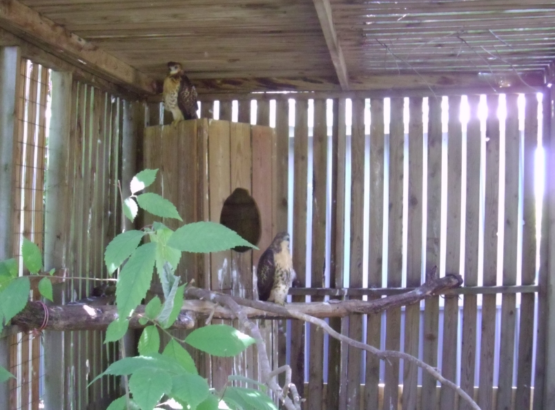 Red-Tailed Hawks