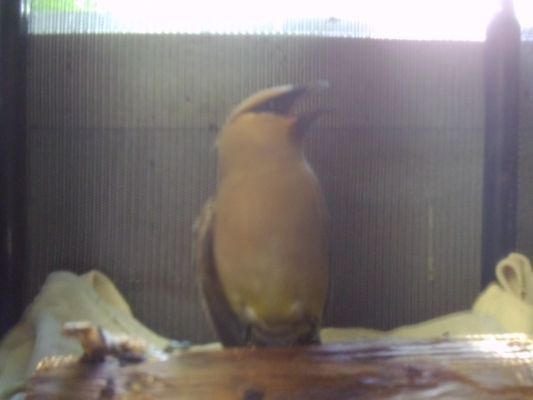 Cedar Waxwing