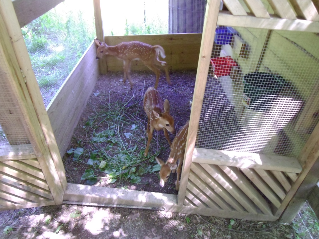 Feeding Fawns 2