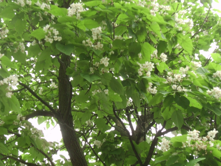 Catalpa Tree