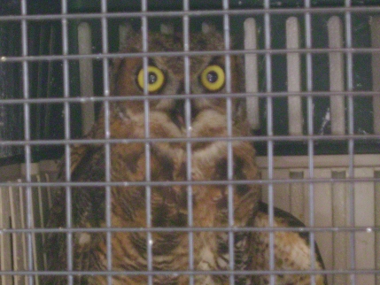 Injured Great Horn Owl 2