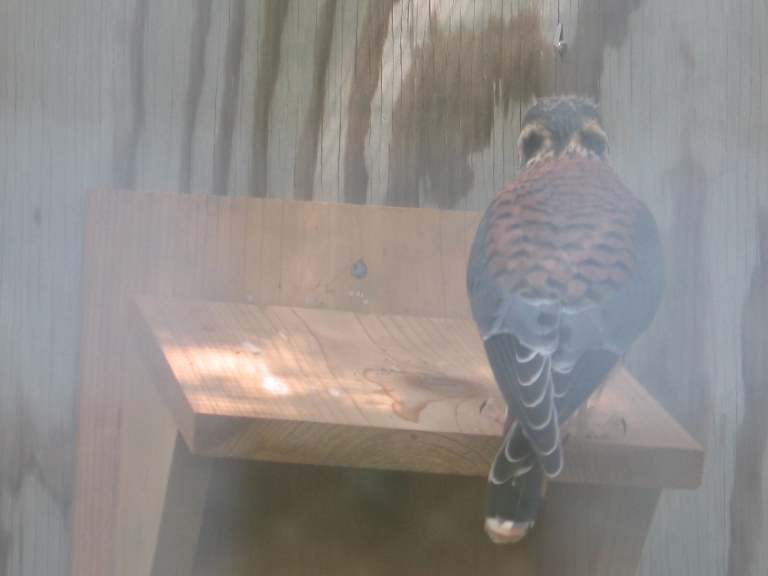 American Kestrel From Back