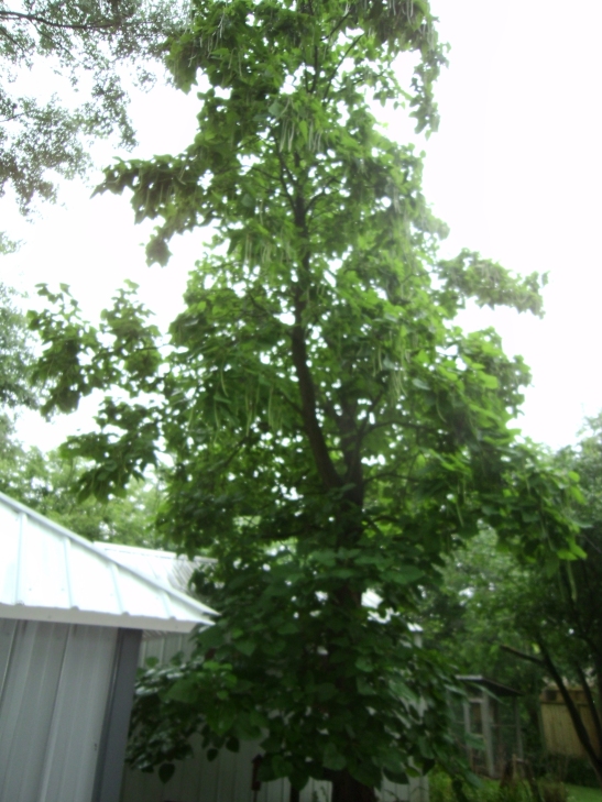 Catalpa Tree 1