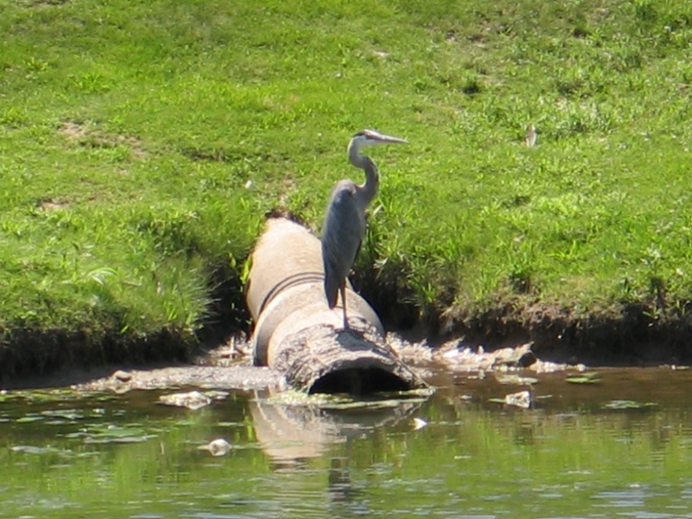 Tag with a Heron 1