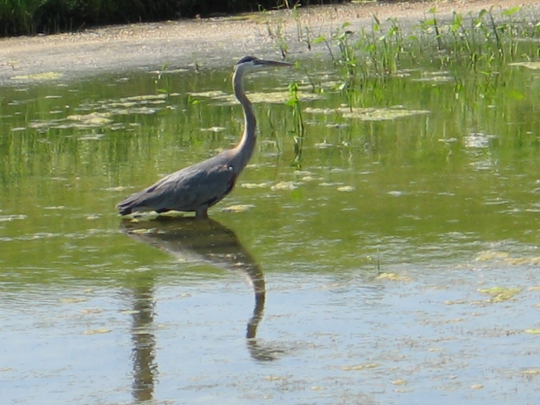 Tag with a Heron 32