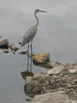 Great Blue Heron on the Kish 22 by Windthin